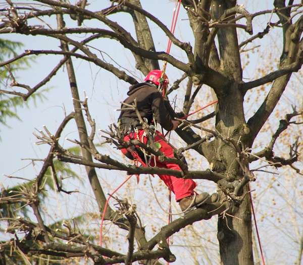 Élagage d'arbre à FLAYOSC